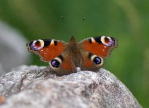 Click to view this image in a large viewer