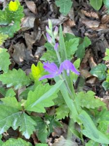 Click to view this image in a large viewer