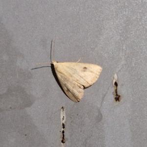 Click to view this image in a large viewer