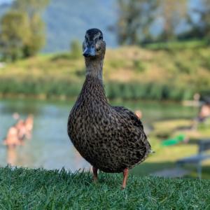 Click to view this image in a large viewer