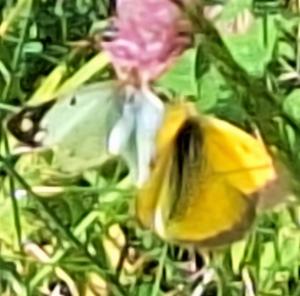 Click to view this image in a large viewer