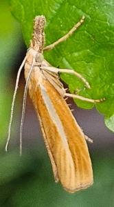 Click to view this image in a large viewer