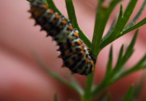 Click to view this image in a large viewer