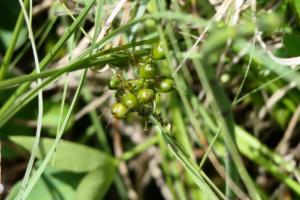 Click to view this image in a large viewer