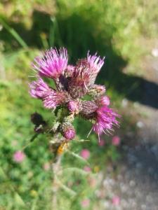 Click to view this image in a large viewer