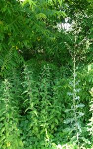 Click to view this image in a large viewer