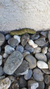 Click to view this image in a large viewer