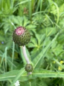 Click to view this image in a large viewer