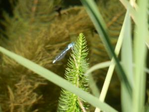 Click to view this image in a large viewer