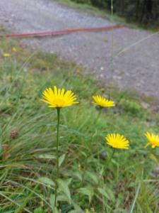 Click to view this image in a large viewer