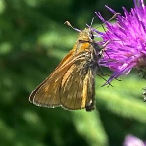 Click to view this image in a large viewer