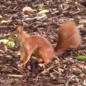 Click to view this image in a large viewer