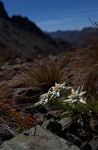 Click to view this image in a large viewer