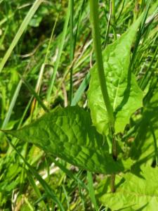 Click to view this image in a large viewer