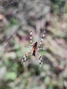 Click to view this image in a large viewer