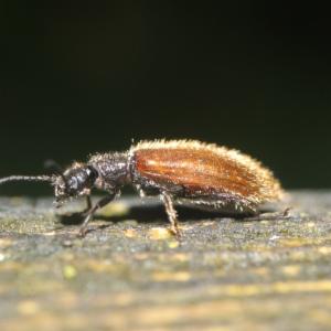 Click to view this image in a large viewer