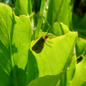 Click to view this image in a large viewer