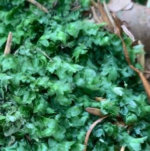 Click to view this image in a large viewer