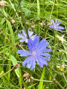 Click to view this image in a large viewer