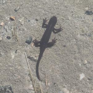 Click to view this image in a large viewer