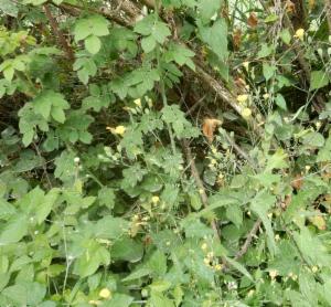 Click to view this image in a large viewer