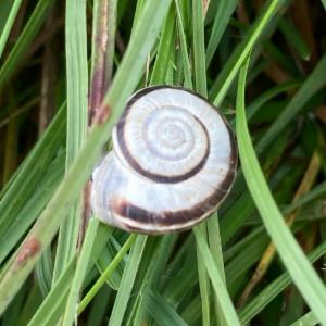 Click to view this image in a large viewer