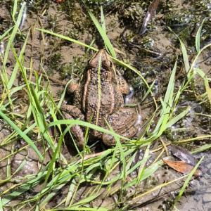 Click to view this image in a large viewer