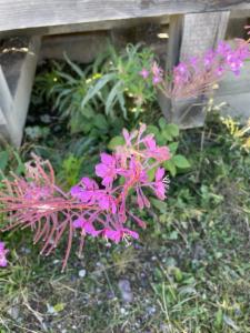 Click to view this image in a large viewer