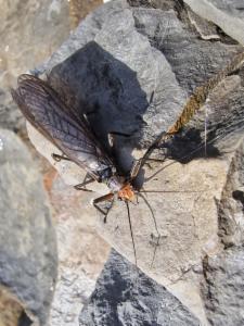 Click to view this image in a large viewer