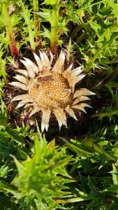 Click to view this image in a large viewer