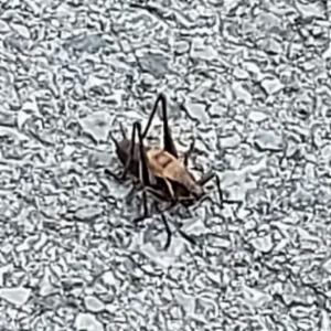 Click to view this image in a large viewer