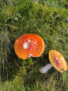 Click to view this image in a large viewer