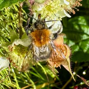 Click to view this image in a large viewer