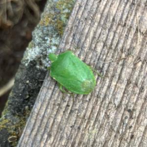 Click to view this image in a large viewer