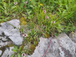 Click to view this image in a large viewer