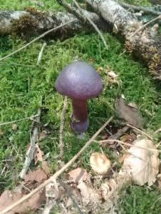 Click to view this image in a large viewer