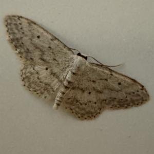 Click to view this image in a large viewer