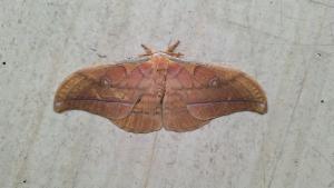 Click to view this image in a large viewer