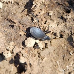 Click to view this image in a large viewer