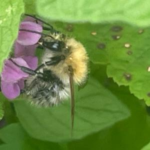 Click to view this image in a large viewer