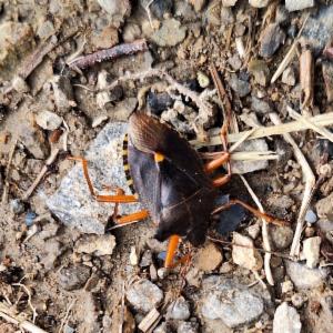 Click to view this image in a large viewer