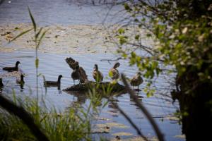 Click to view this image in a large viewer