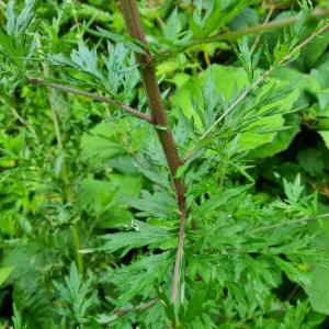 Click to view this image in a large viewer