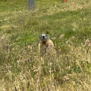 Click to view this image in a large viewer