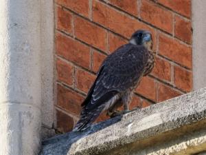 Click to view this image in a large viewer