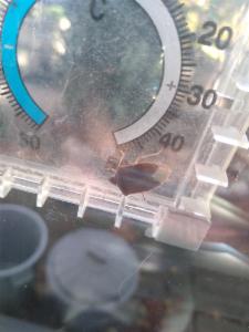 Click to view this image in a large viewer