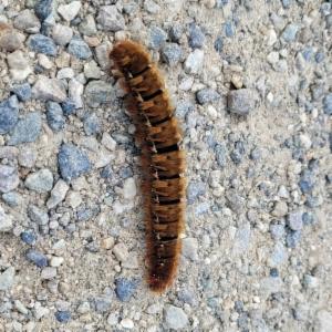 Click to view this image in a large viewer