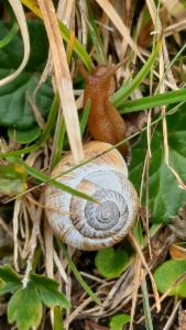 Click to view this image in a large viewer