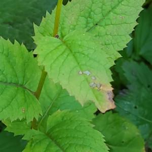 Click to view this image in a large viewer