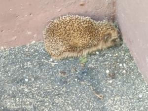 Click to view this image in a large viewer